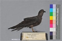 Bulwer's Petrel Collection Image, Figure 1, Total 8 Figures